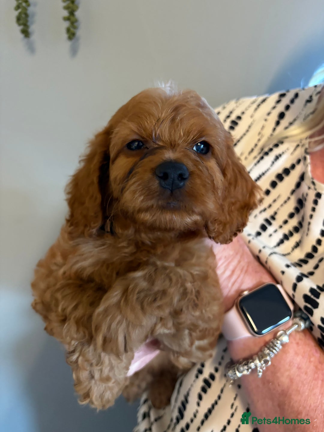 Cockapoo dogs for sale: Red F1 toy cockapoo puppies - Image 6