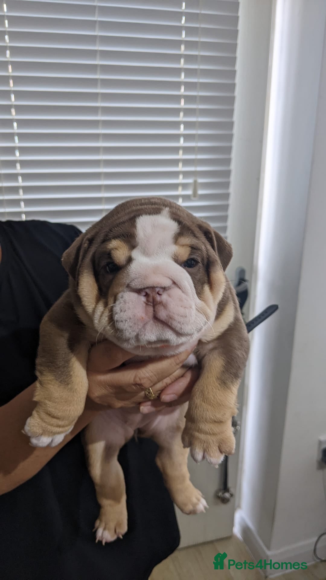 English Bulldog dogs for sale: English bull dogs  - Image 14