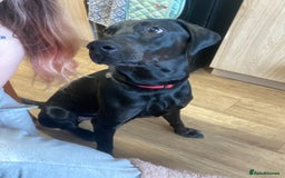 Mixed Breed dogs for sale: Dobermann x Lab for sale  - Image 3