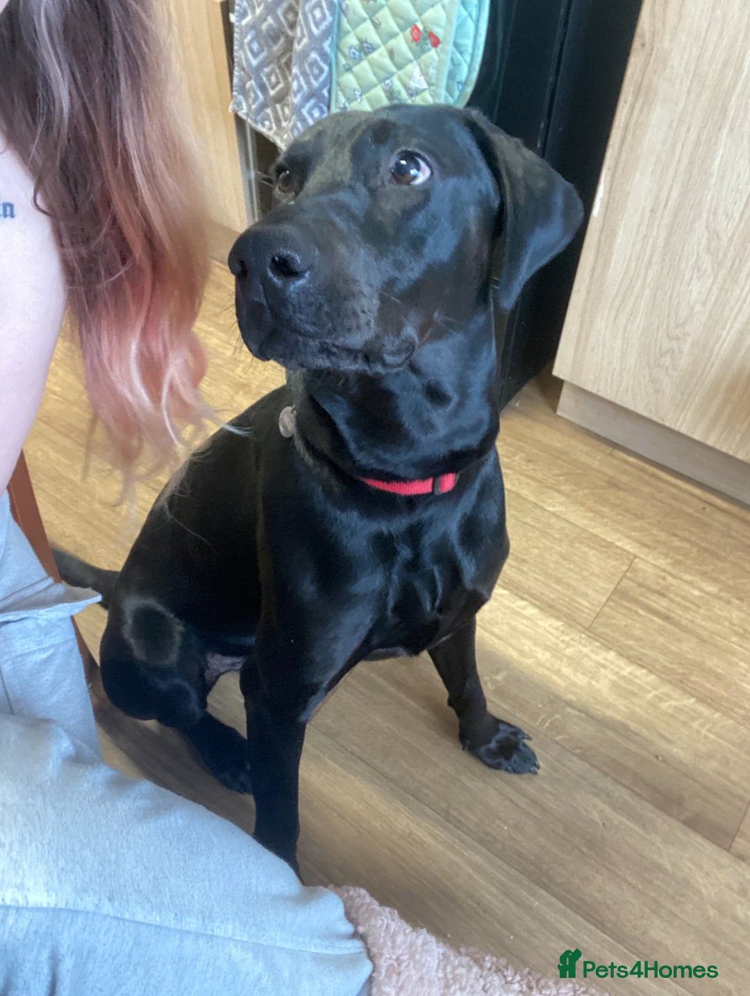 Mixed Breed dogs for sale: Dobermann x Lab for sale  - Image 3