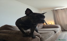 Mixed Breed dogs for sale: Mixed breed bulldog.  - Image 4