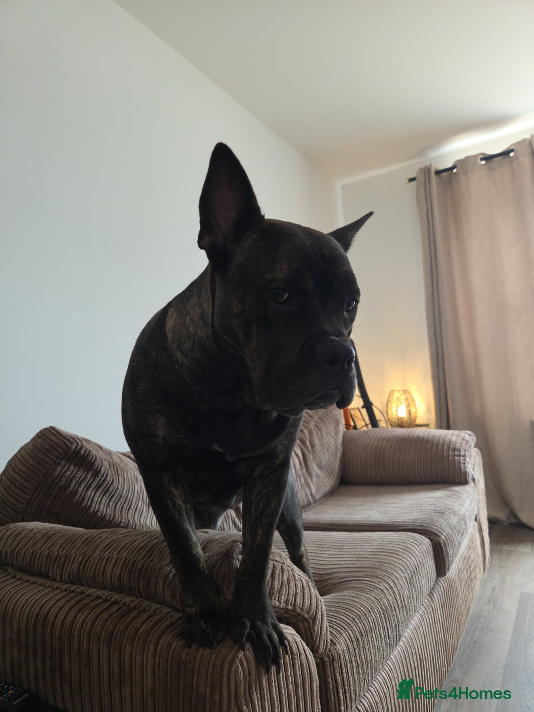 Mixed Breed dogs for sale: Mixed breed bulldog.  - Image 4