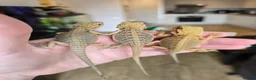 Bearded Dragon reptiles for sale: Baby Bearded Dragons - Advert 7
