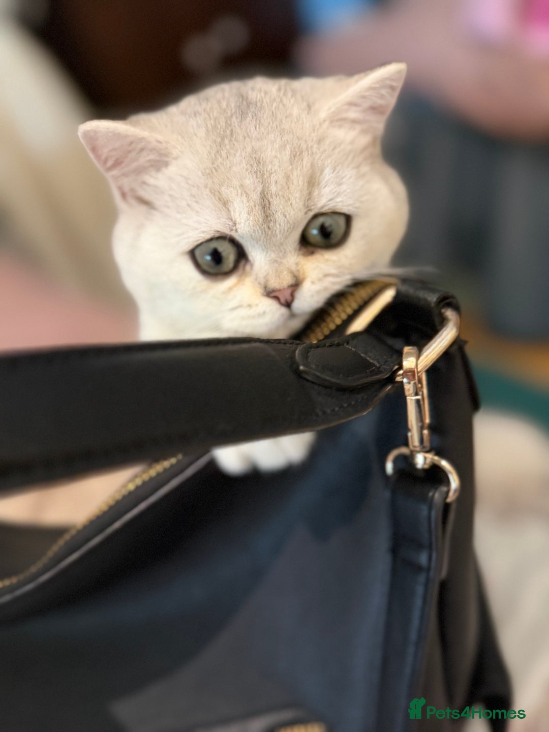 British Shorthair cats for sale: BSH🤍Zubracat Gucci 🤍GCCF🌟 - Advert 6