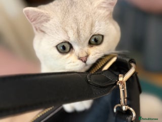 British Shorthair cats BSH🤍Zubracat Gucci 🤍GCCF🌟 - Advert 1