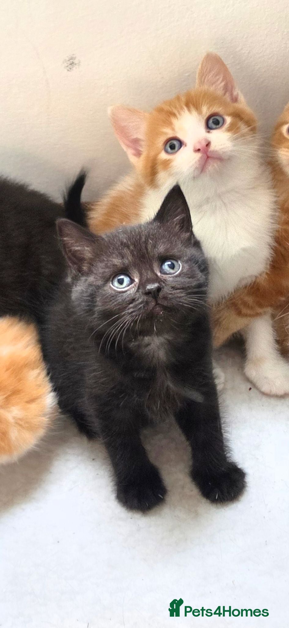 British Shorthair cats British shorthair kittens - Advert 1