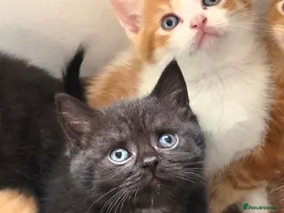 British Shorthair cats British shorthair kittens - Advert 1