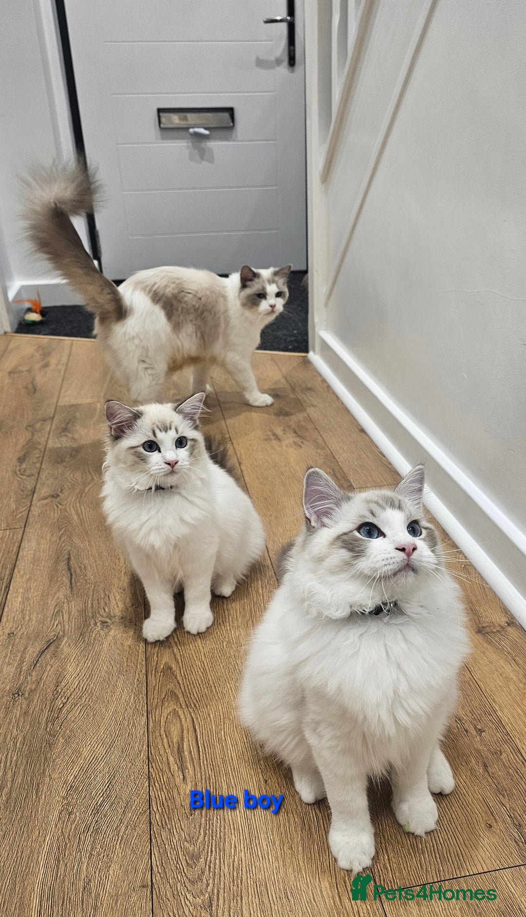 Ragdoll cats for sale: Pedegree Active Gccf 2 boys left  - Advert 14