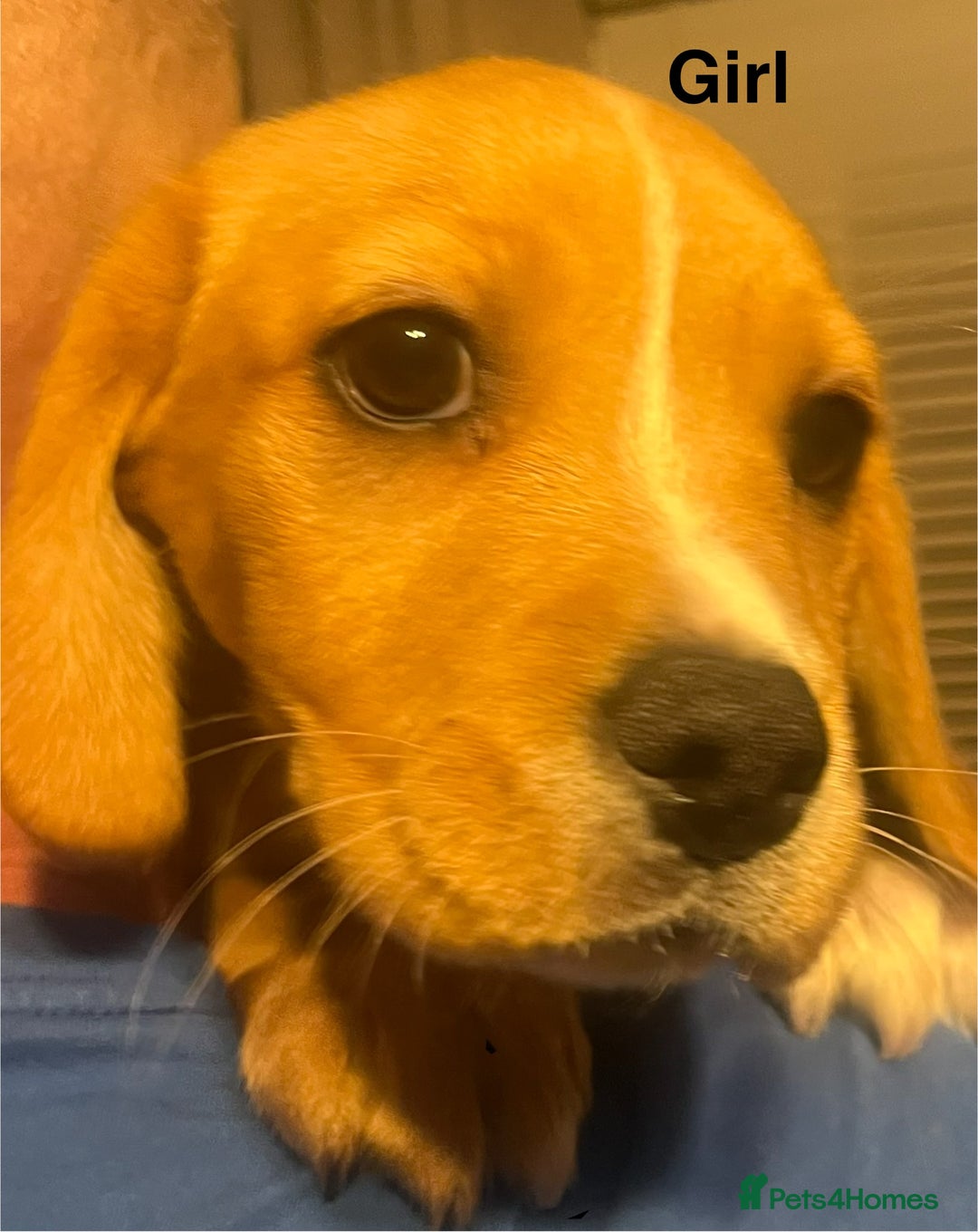 Mixed Breed dogs for sale: 5 Cavador puppies  - Advert 4