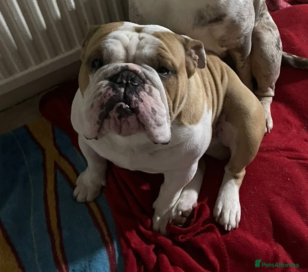 English Bulldog dogs for sale: English Bulldog - Image 2