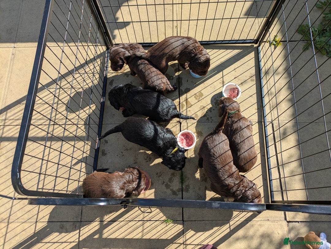 Sprocker dogs for sale: F1 health tested working Sprockers - Image 13