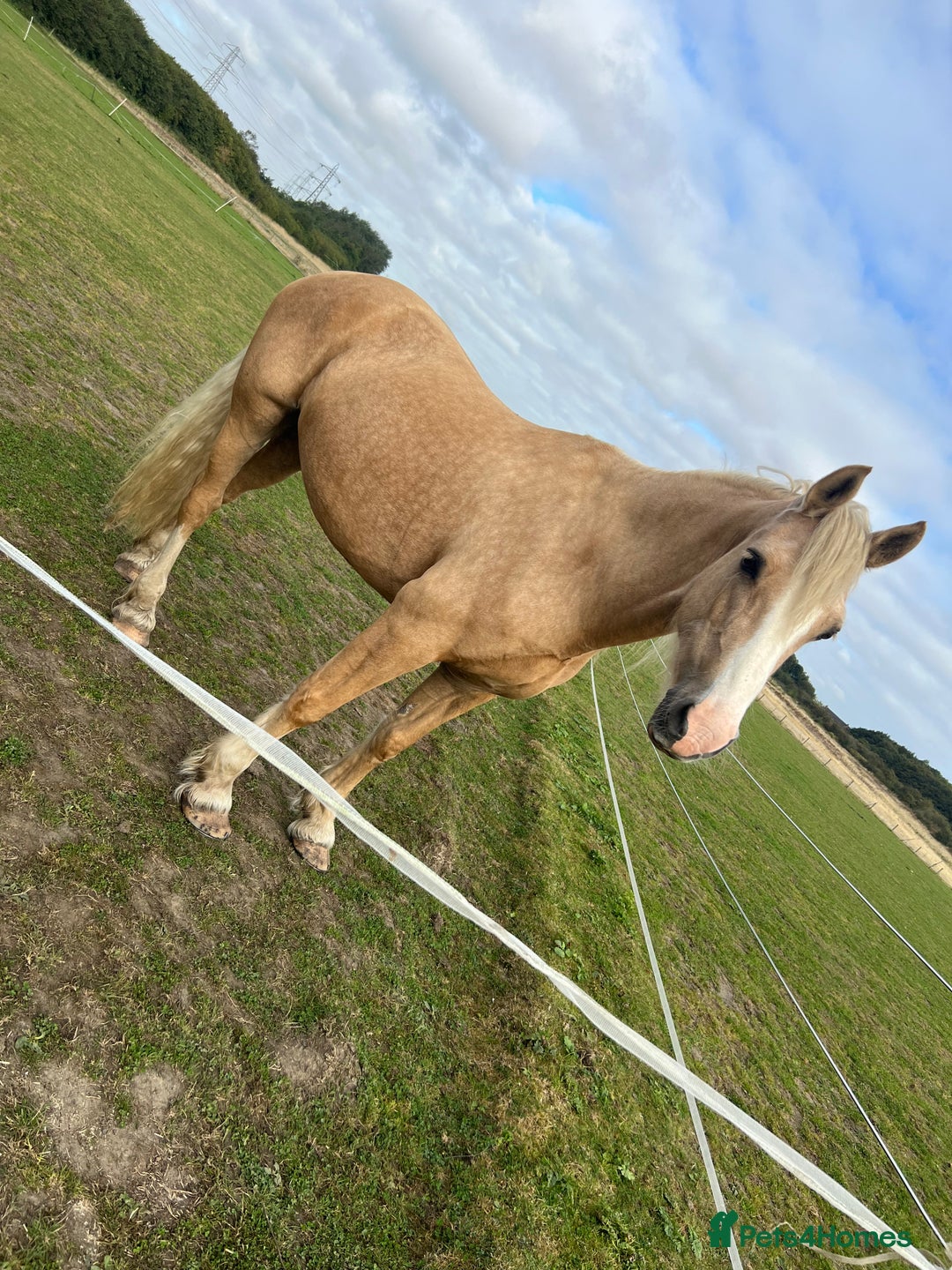 Welsh Section D horses for sale: 🐴14.3h Welsh section d palomino mare 🐴  - Advert 9