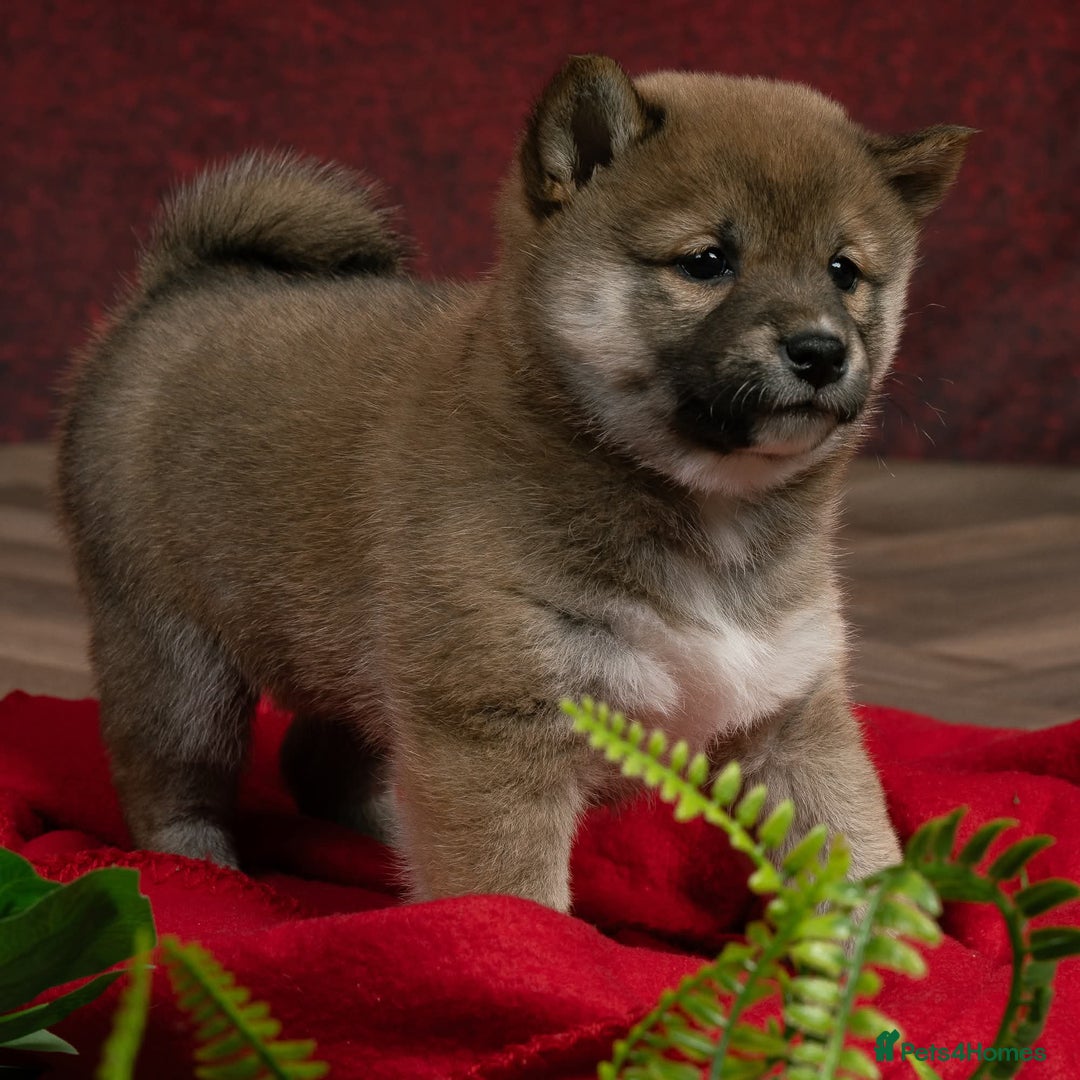 Japanese Shiba Inu dogs for sale: Beautiful KC Reg Japanese Shiba Inu Puppies - Image 8