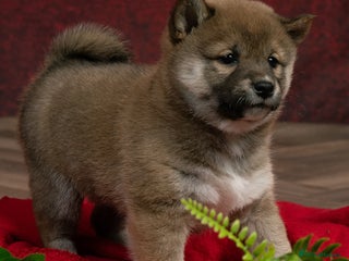 Japanese Shiba Inu dogs KC Reg Japanese Shiba Inu Puppies*READY NOW* - Advert 1