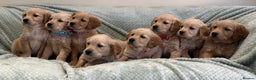 Golden Retriever dogs for sale: Quality litter of KC reg Golden Retriever Puppies  - Advert 11
