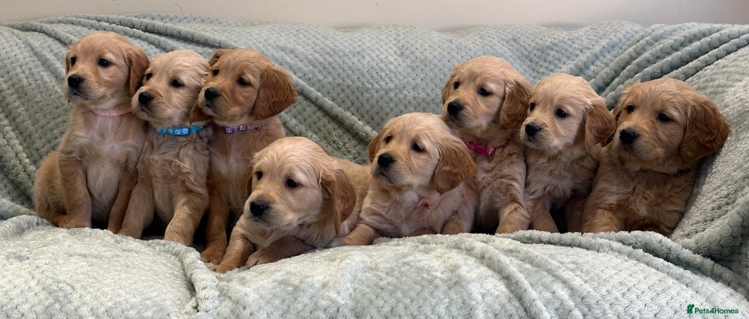 Golden Retriever dogs for sale: Quality litter of KC reg Golden Retriever Puppies  - Advert 11