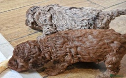 Cockapoo dogs for sale: red sable merle boy left 💜 - Image 6