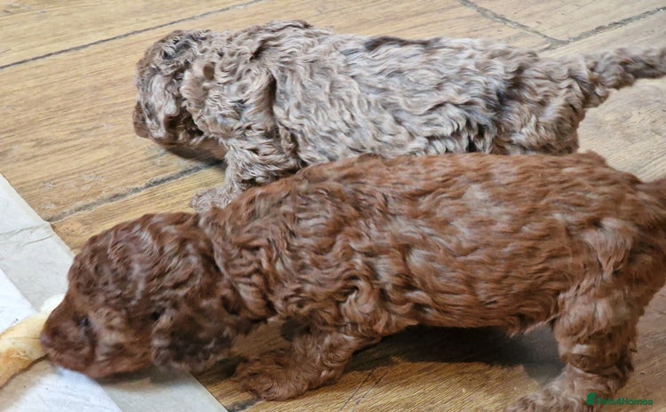 Cockapoo dogs - Advert 3