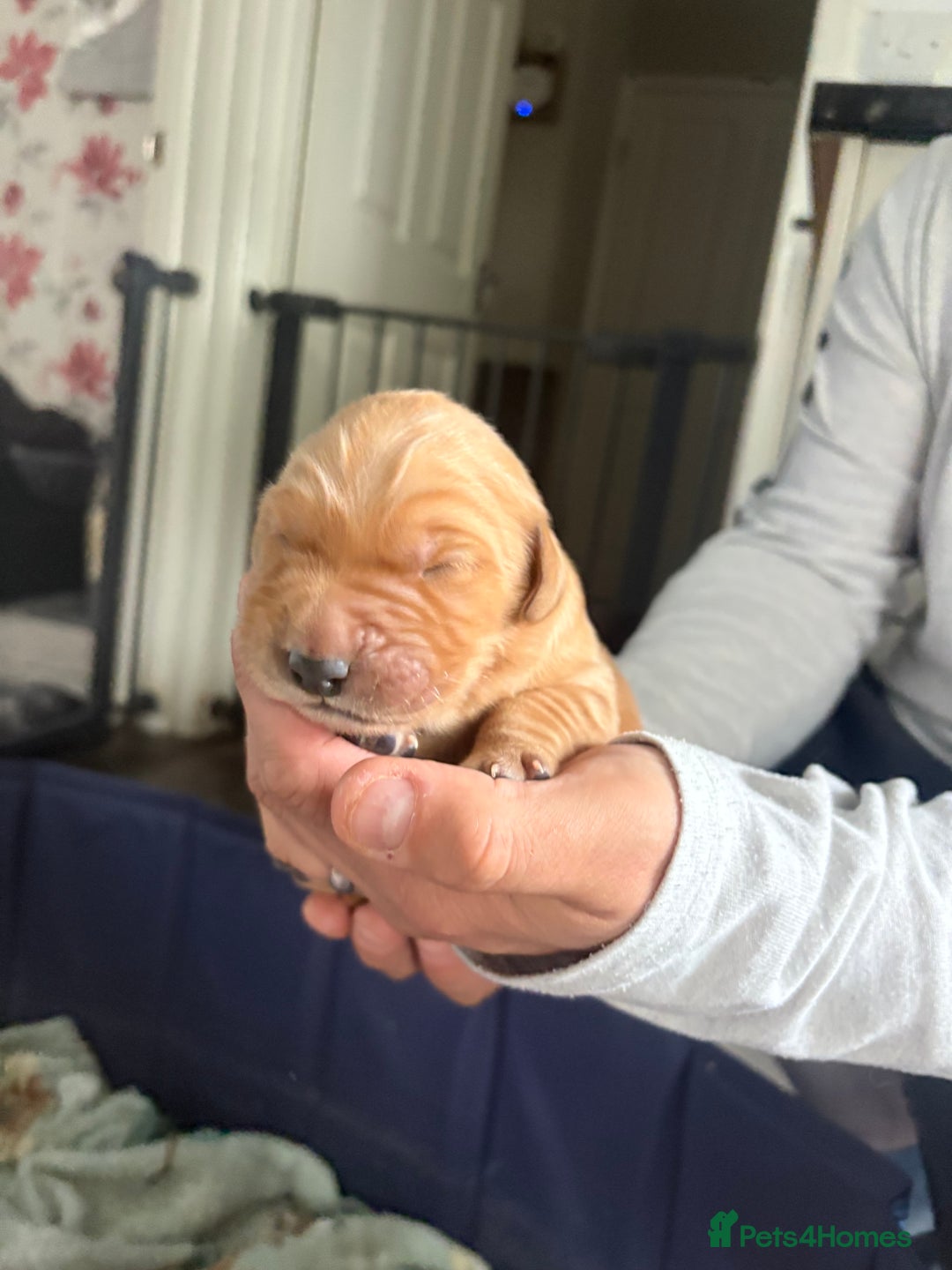 Golden Retriever dogs for sale: 6 beautiful golden retriever pups - Image 11