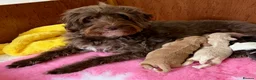 Australian Labradoodle dogs for sale: Miniature Australian Labradoodle Puppies - Advert 2