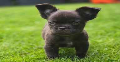 French Bulldog dogs - Advert 5