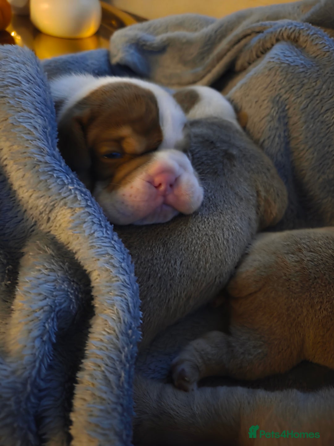 English Bulldog dogs for sale: Beautiful New english bulldogges  - Image 21