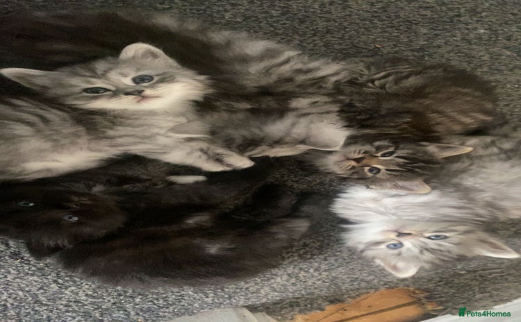 Siberian cats - Advert 2