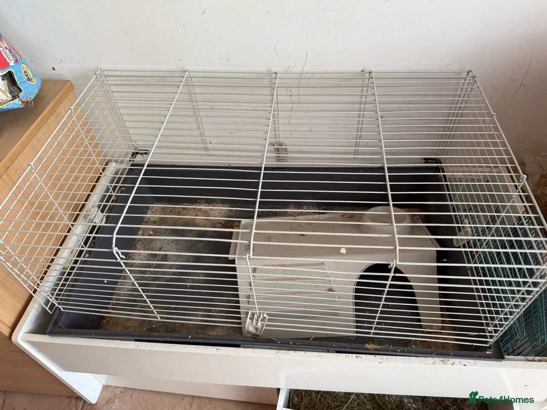 Guinea Pig rodents for sale: Two gorgeous friendly adult female guinea pigs - Image 8