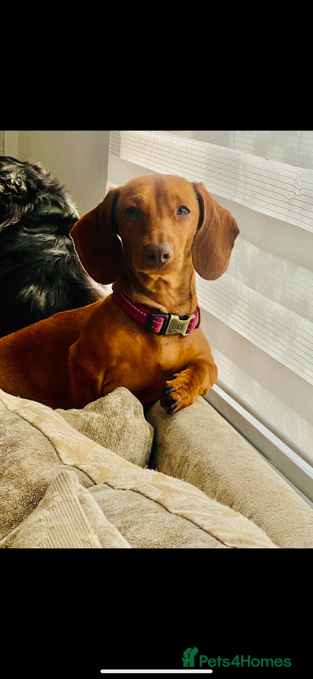 Miniature Dachshund dogs for sale: Red miniature dachshund girl  - Advert 2