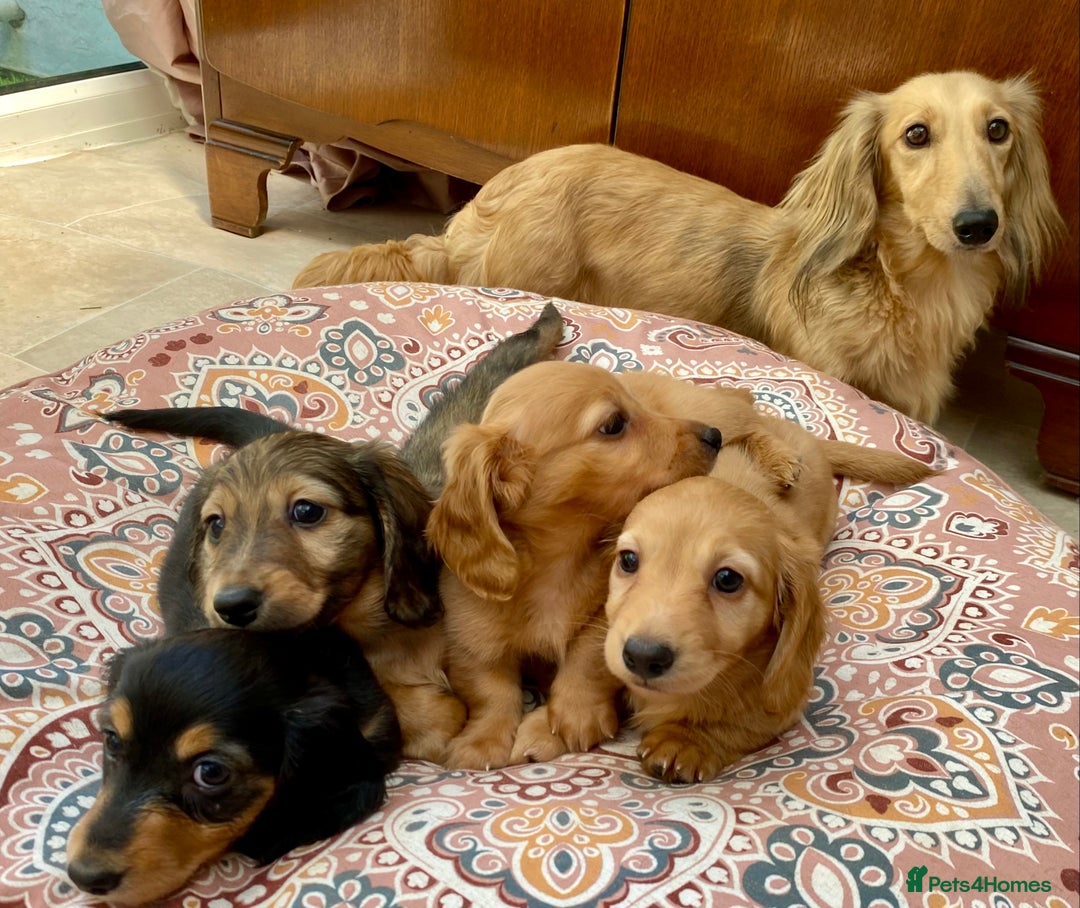 Miniature Dachshund dogs for sale: KC Reg long hair mini dachshunds “Ready now” - Image 16