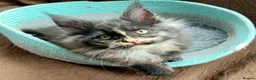 Maine Coon cats for sale: BEAUTIFUL MC KITTENS .  - Advert 12