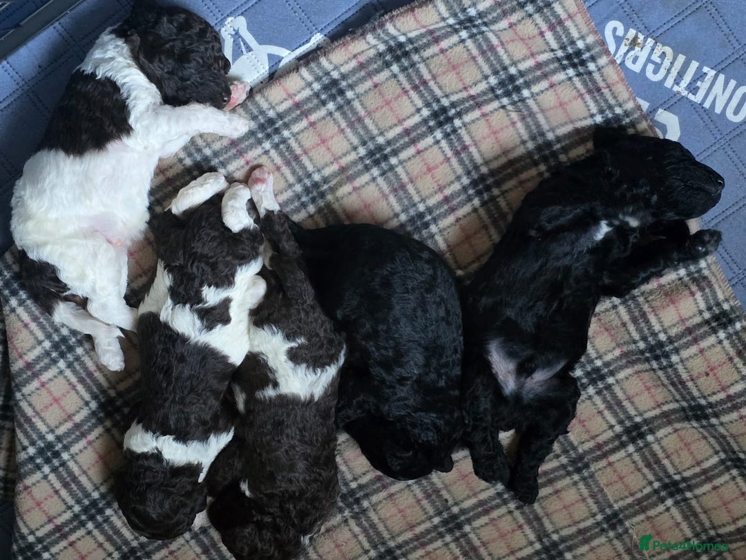 Standard Poodle dogs for stud: Brown & white parti standard poodle  - Image 9