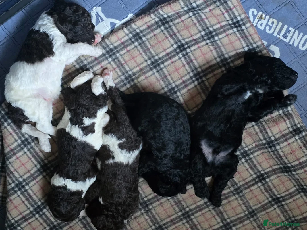 Standard Poodle dogs for stud: Brown & white parti standard poodle  - Advert 9