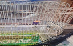 Budgerigars birds for sale:  2 white budgies pair and a java sprarrow  - Image 1