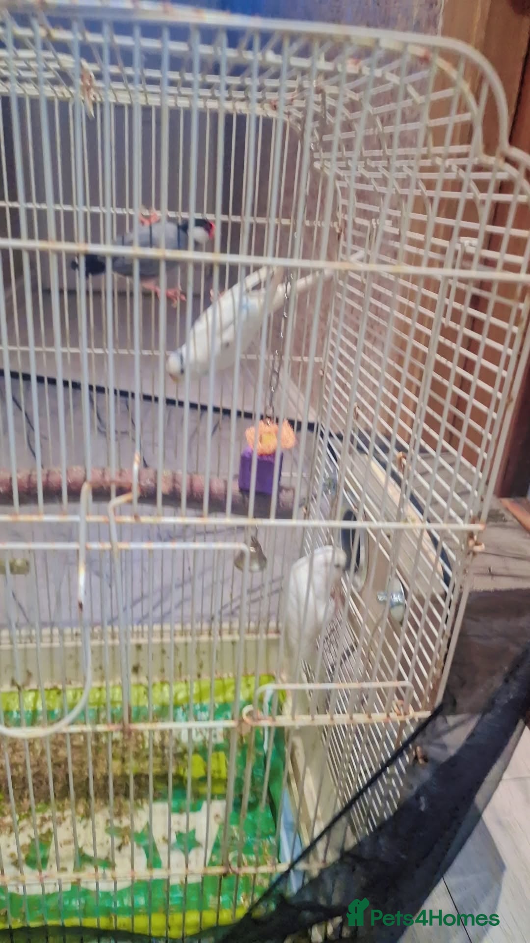Budgerigars birds for sale:  2 white budgies pair and a java sprarrow  - Image 1
