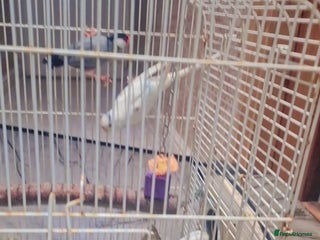 Budgerigars birds - Advert 29