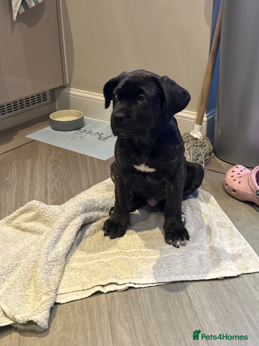 Mixed Breed dogs for sale: Angel the cane canario in Buckingham - Advert 2