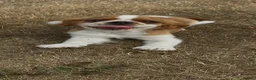 King Charles Spaniel dogs for sale:  Pure King Charles cavalier puppies  - Advert 12