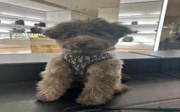 Mixed Breed dogs for sale: Puppies looking for a loving family  - Image 35