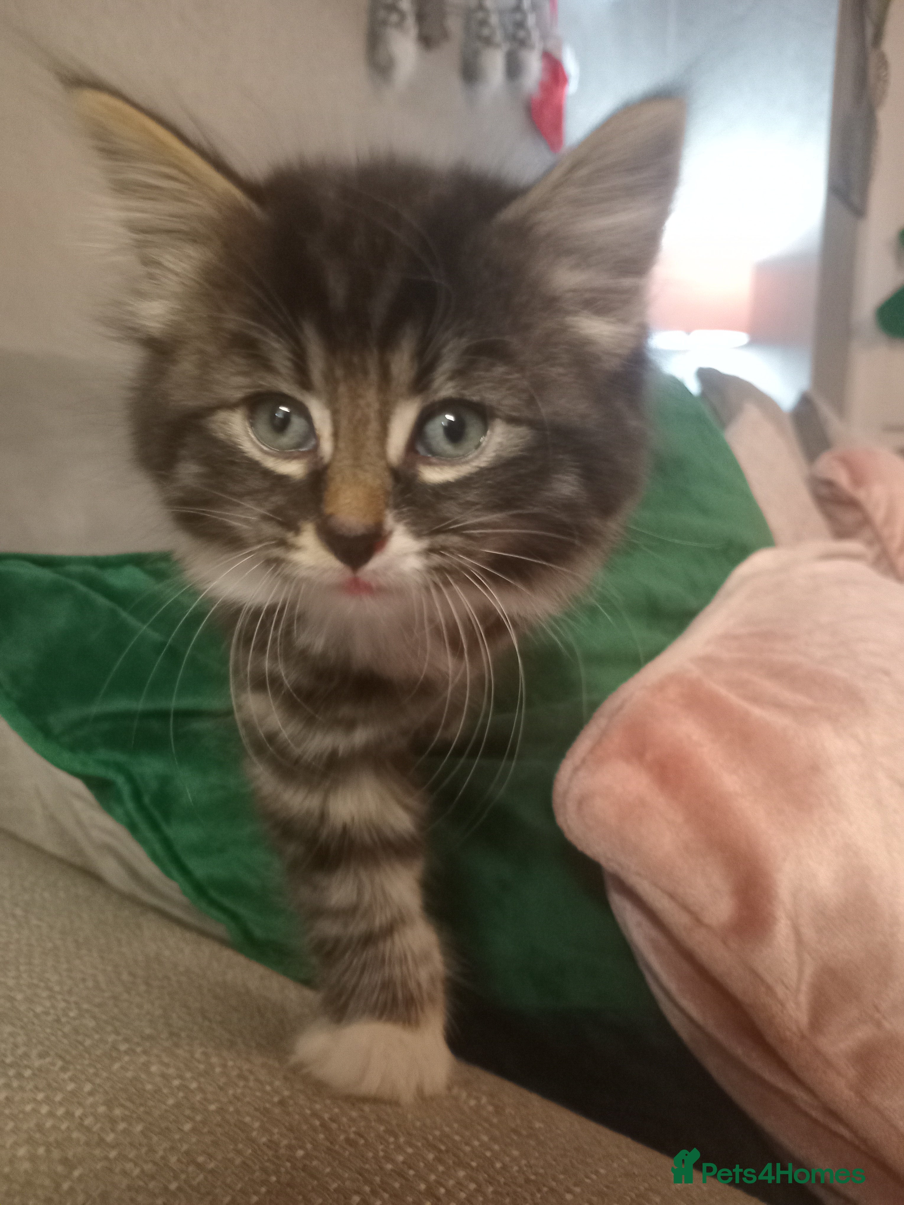 Mixed Breed cats Maine coon cross and tabby kittens - Advert 1