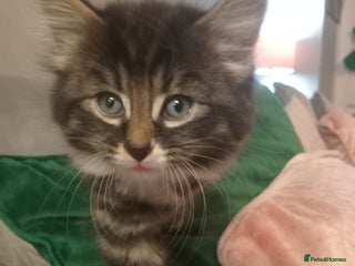 Mixed Breed cats Maine coon cross and tabby kittens - Advert 1