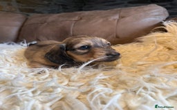 Miniature Dachshund dogs for sale: Beautiful Cream long haired Dachshunds  - Image 8