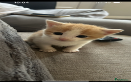 British Shorthair cats for sale: Kittens for sale  - Image 8