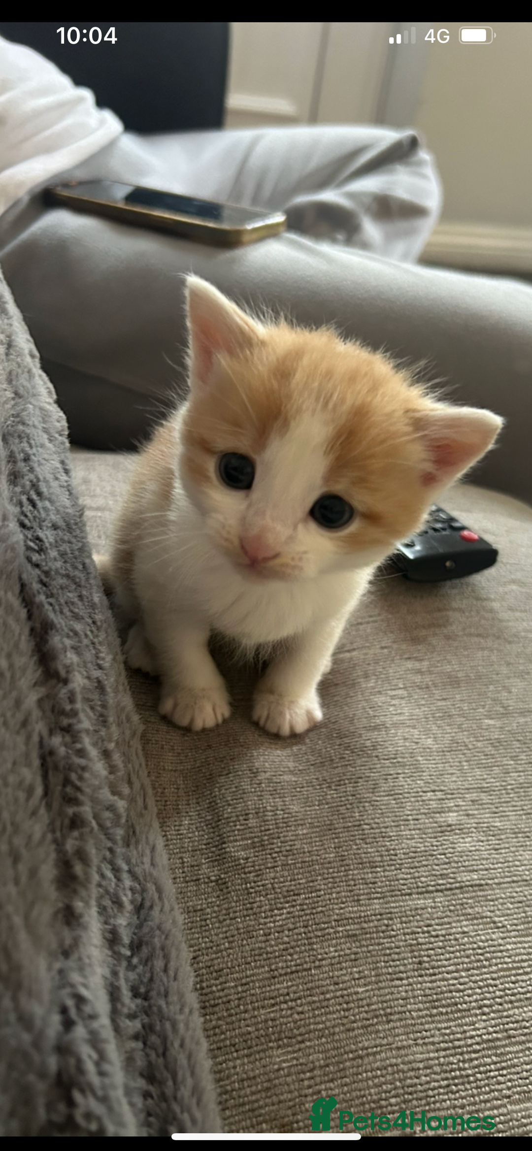 British Shorthair cats for sale: Kittens for sale  - Image 8