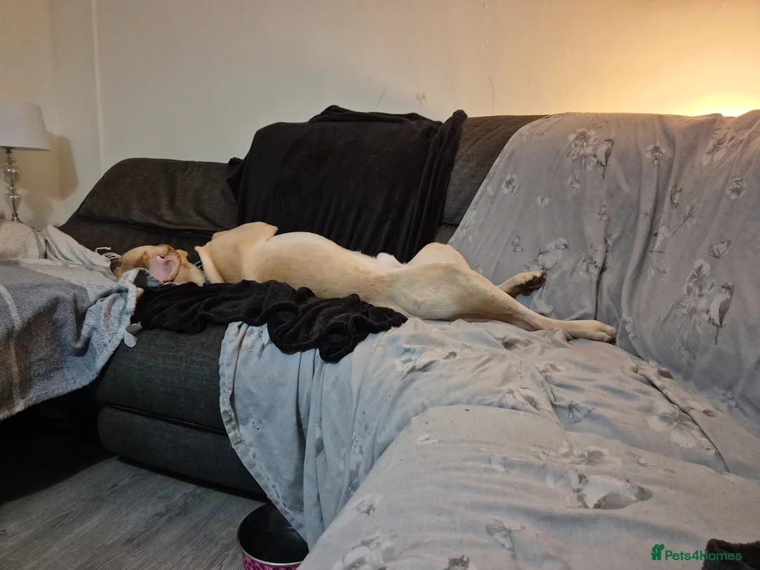 Labrador Retriever dogs for sale: Dogs for Rehoming – Samson & Delilah (Bonded Pair) - Advert 1