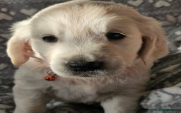 Golden Retriever dogs for sale: Adorable Golden boys for sale  - Advert 5