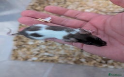 Mouse rodents for sale: Friendly young mice available, mixed colors - Image 3