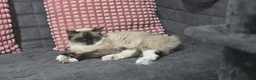 Ragdoll cats for sale: Stunning ragdoll babies - Advert 4