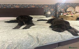 Mixed Breed dogs for sale: Saint Bernadoodles F1  - Image 14