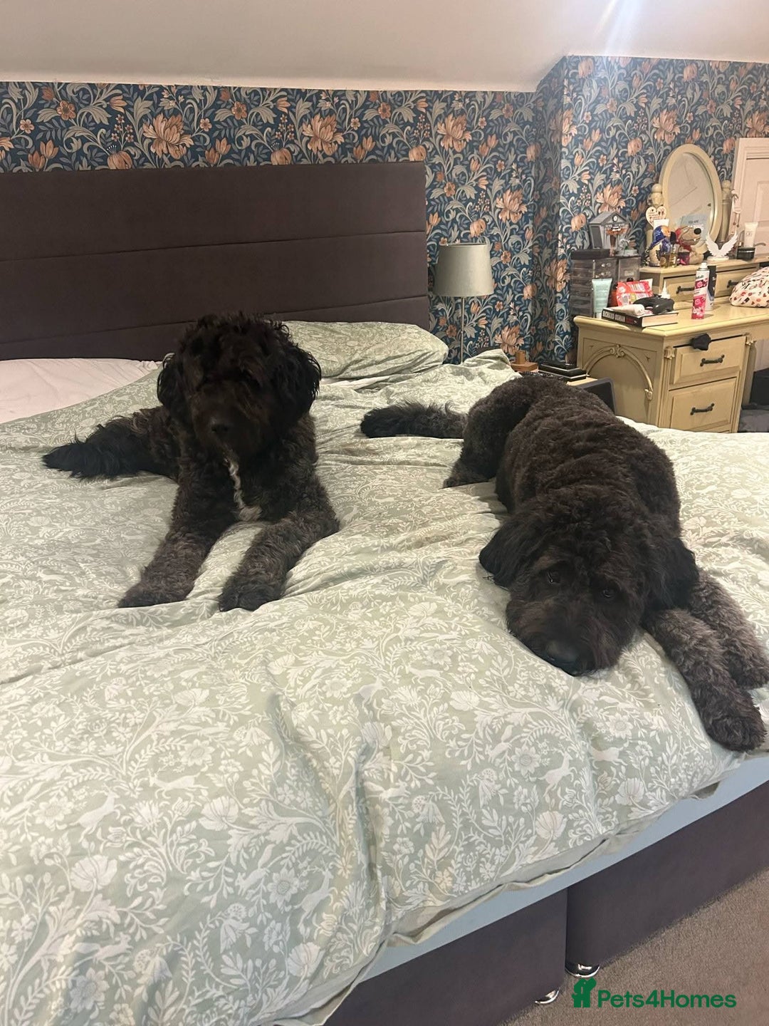 Mixed Breed dogs for sale: Saint Bernadoodles F1  - Image 14